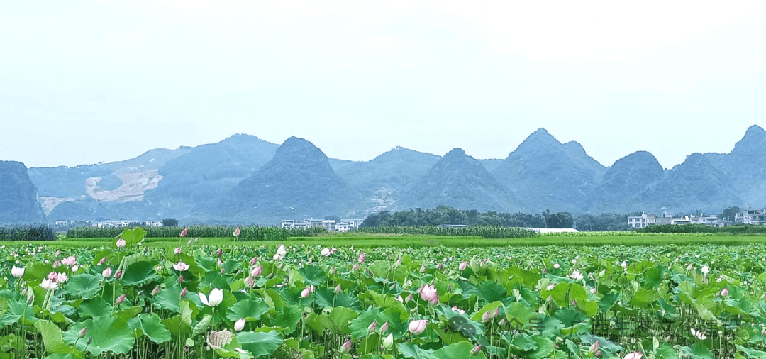 雷速-广西贺州不敌南京回龙,展现实力-第1张图片-雷速官网 雷速-广西贺州不敌南京回龙,展现实力-第1张图片-雷速官网